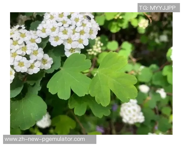 pg赏金船长官网网页-关于Pg赏金船长官网网页的全面解析-pg赏金船长官网网页